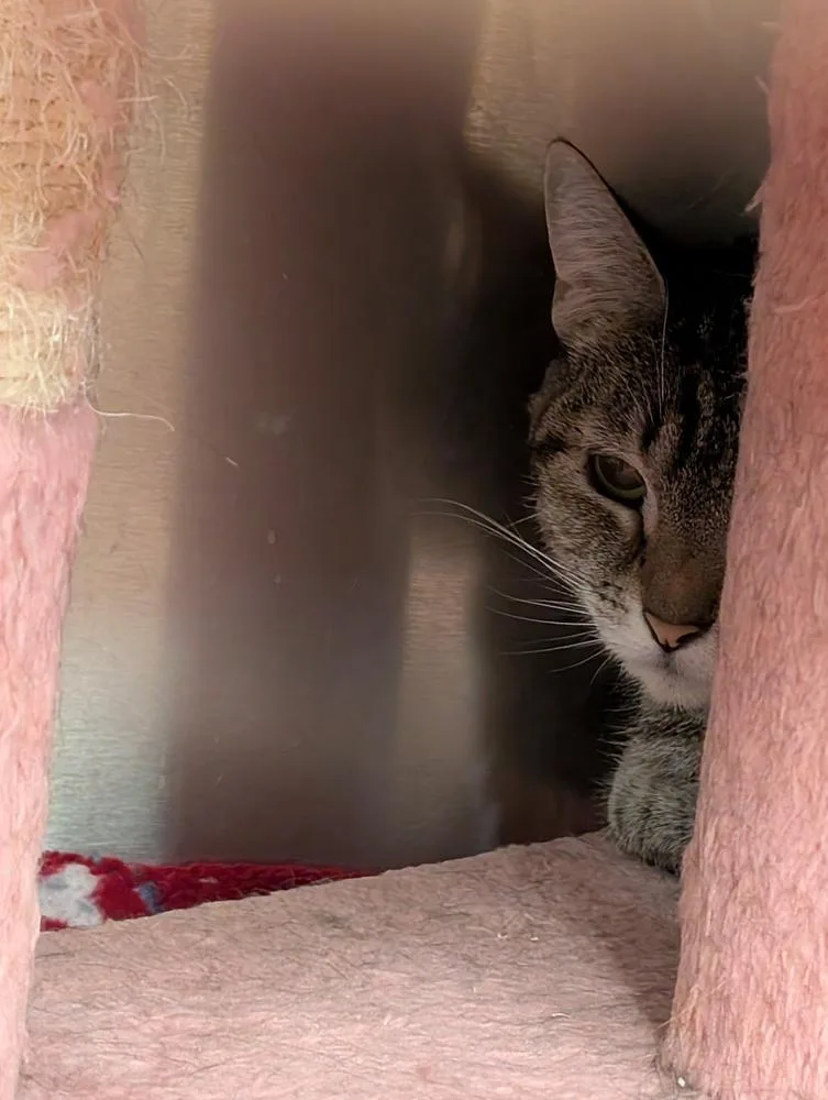 An adult large-sized female Tabby (Brown / Chocolate) Domestic Short Hair cat named Mayonnaise for adoption in Tucson, AZ
