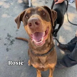 An adult large-sized female Doberman Pinscher dog named Rosie for adoption in Medford, NY