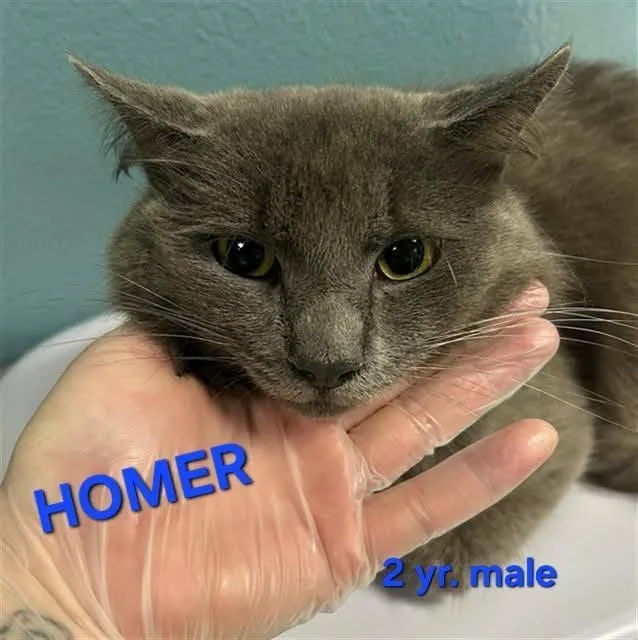An adult large-sized male Gray / Blue / Silver Domestic Short Hair cat named Homer for adoption in Holbrook, NY