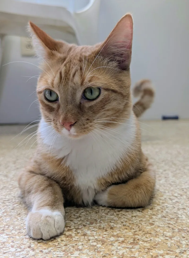 An adult large-sized male Orange & White Domestic Short Hair cat named Rory for adoption in Waupun, WI
