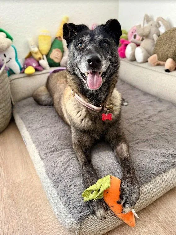 An adult large-sized female Belgian Shepherd / Malinois dog named August for adoption in San Diego, CA