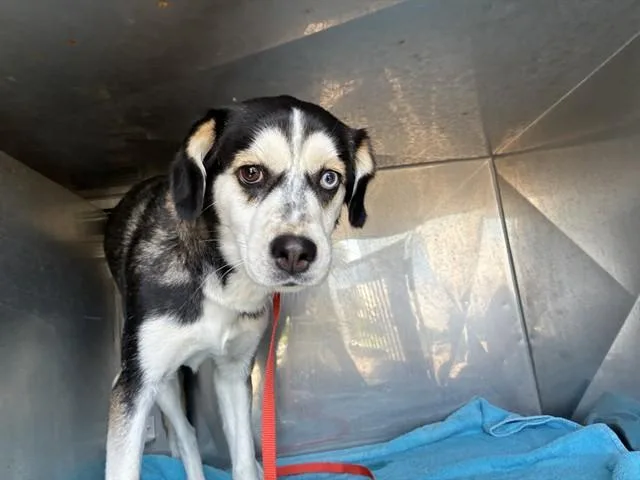 A young medium-sized female Siberian Husky dog named Lucy for adoption in Fort Myers, FL
