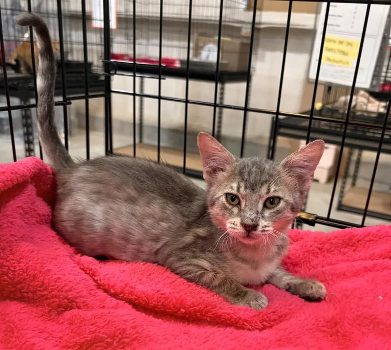 A baby small-sized female Domestic Short Hair cat named Pinky Pie for adoption in Corpus Christi, TX