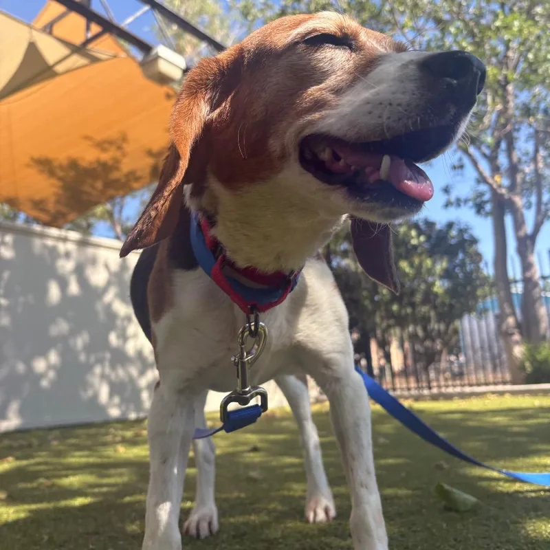 An adult small-sized male Black Beagle dog named Jackie Chan for adoption in Albuquerque, NM
