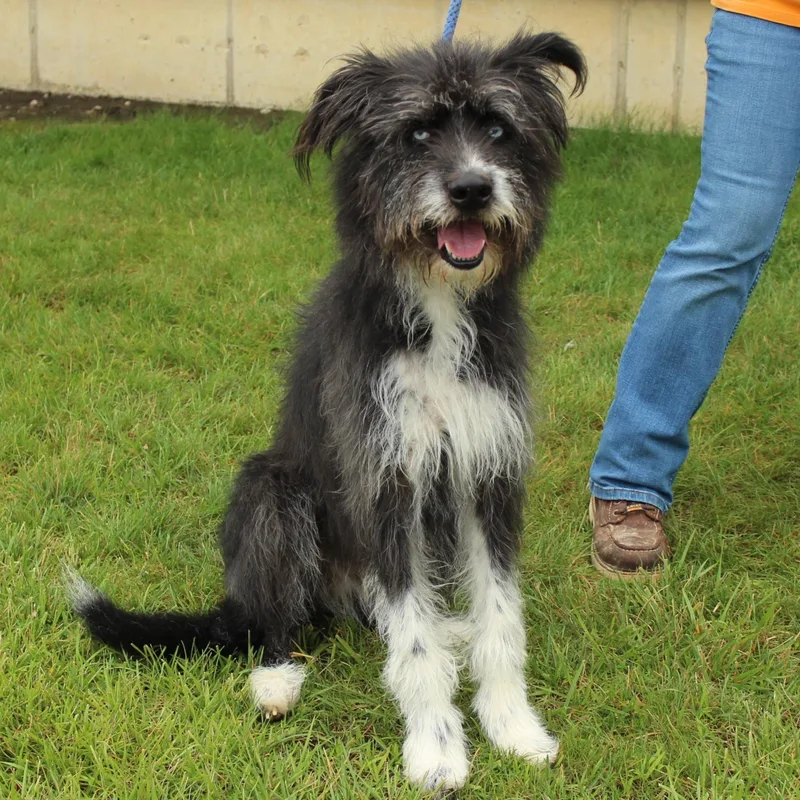 An adult medium-sized male Black Poodle dog named Asher for adoption in Eaton, OH