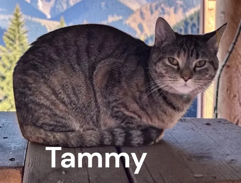 Tammy thumbnail 3
