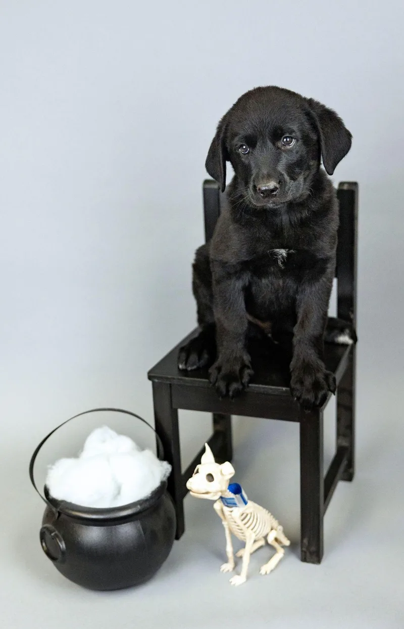 A baby large-sized male Great Pyrenees dog named 864-26 for adoption in Brighton, CO