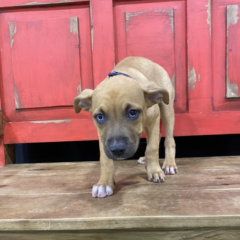 A baby small-sized male Apricot / Beige Mixed Breed dog named Fwt Louie for adoption in Midland, TX