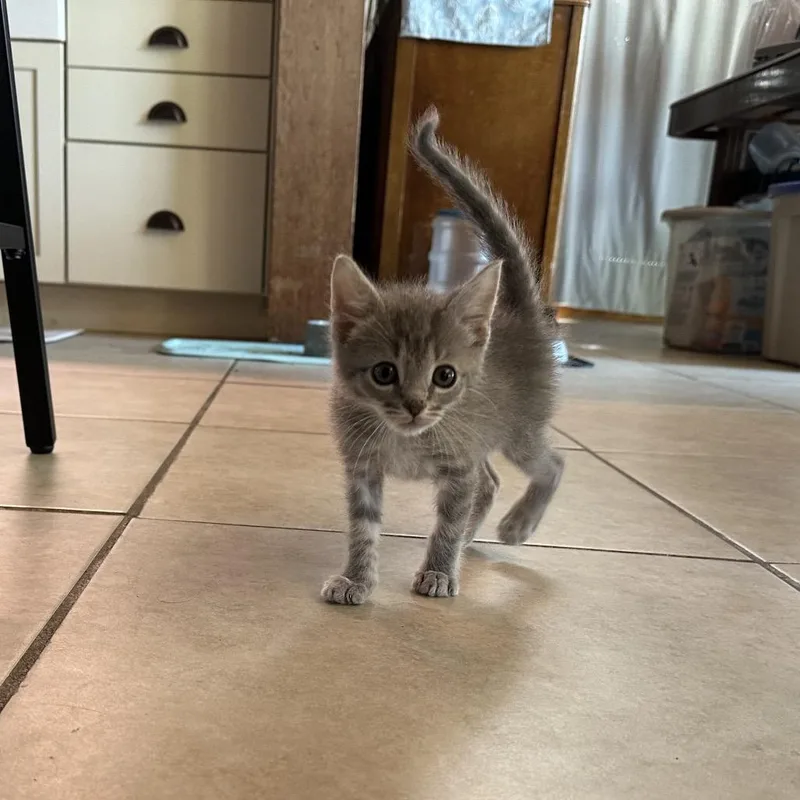 A baby small-sized female Gray / Blue / Silver Domestic Short Hair cat named Flora for adoption in Pasadena , MD