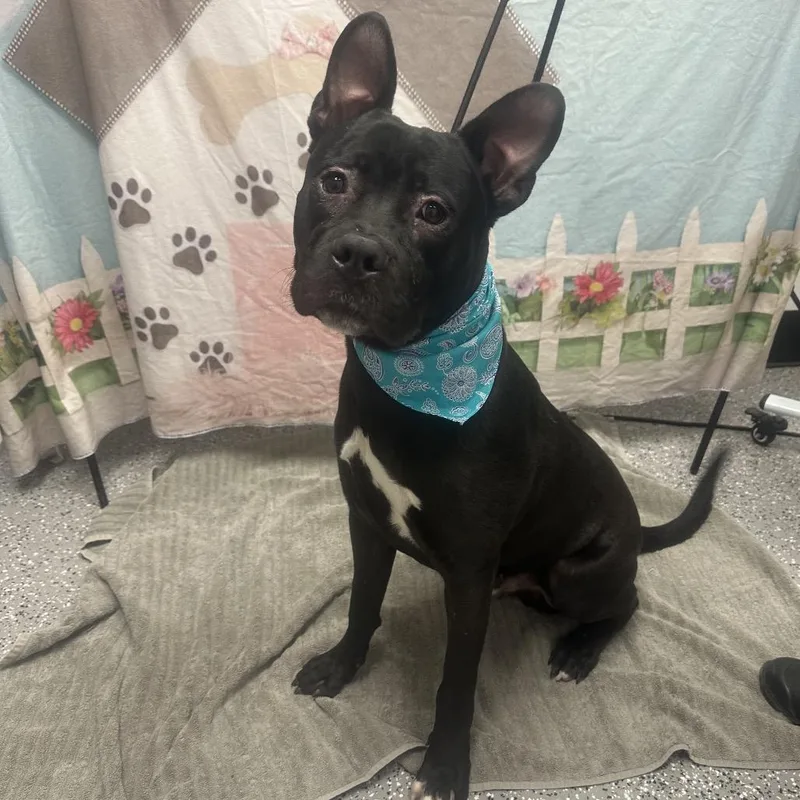 An adult large-sized male Black Labrador Retriever dog named Goober for adoption in Henderson, NV
