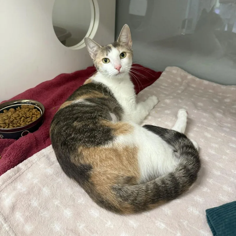 A young medium-sized female Gray / Blue / Silver Domestic Short Hair cat named Mia for adoption in Jupiter, FL