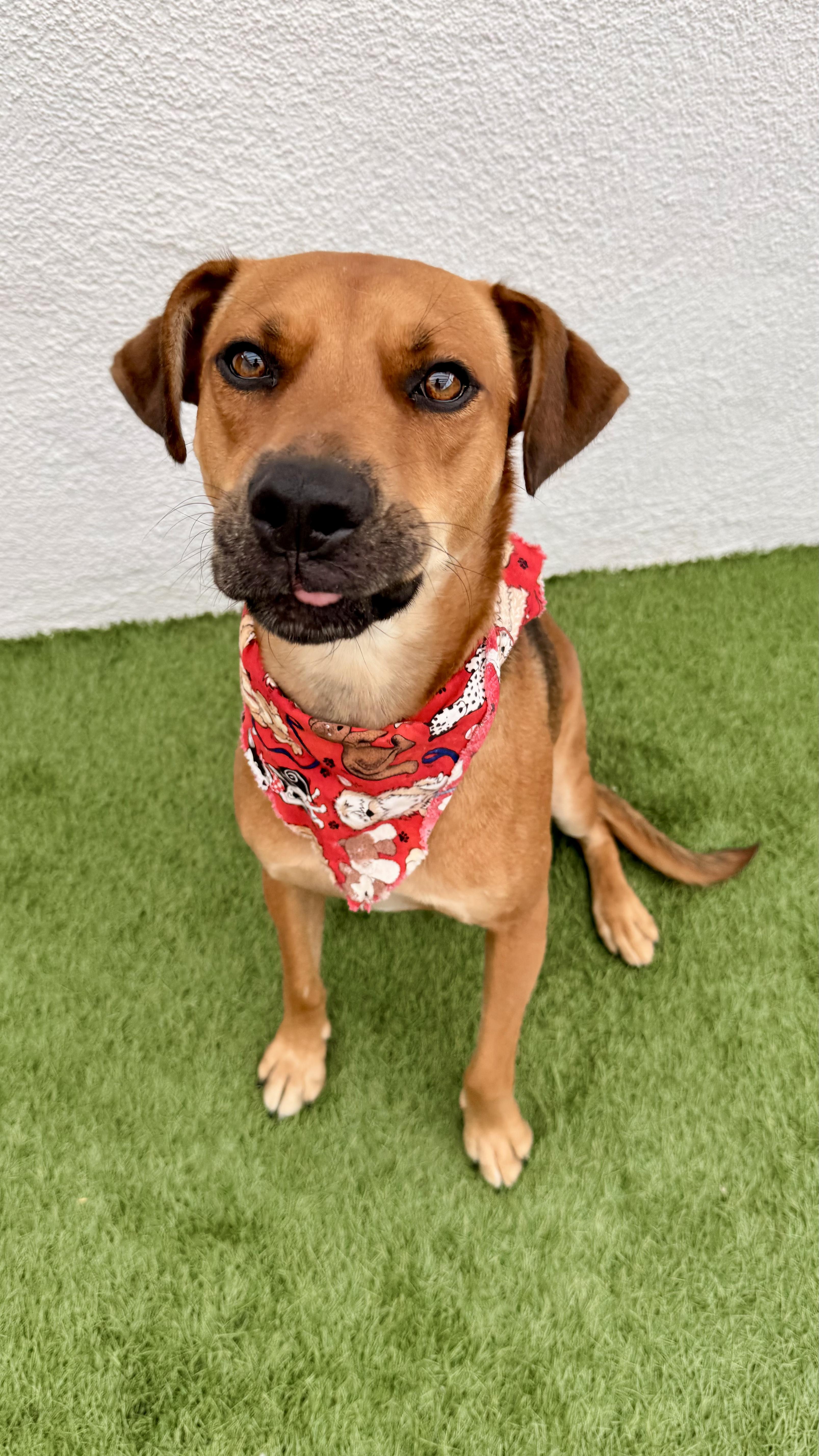 Valentino thumbnail 2