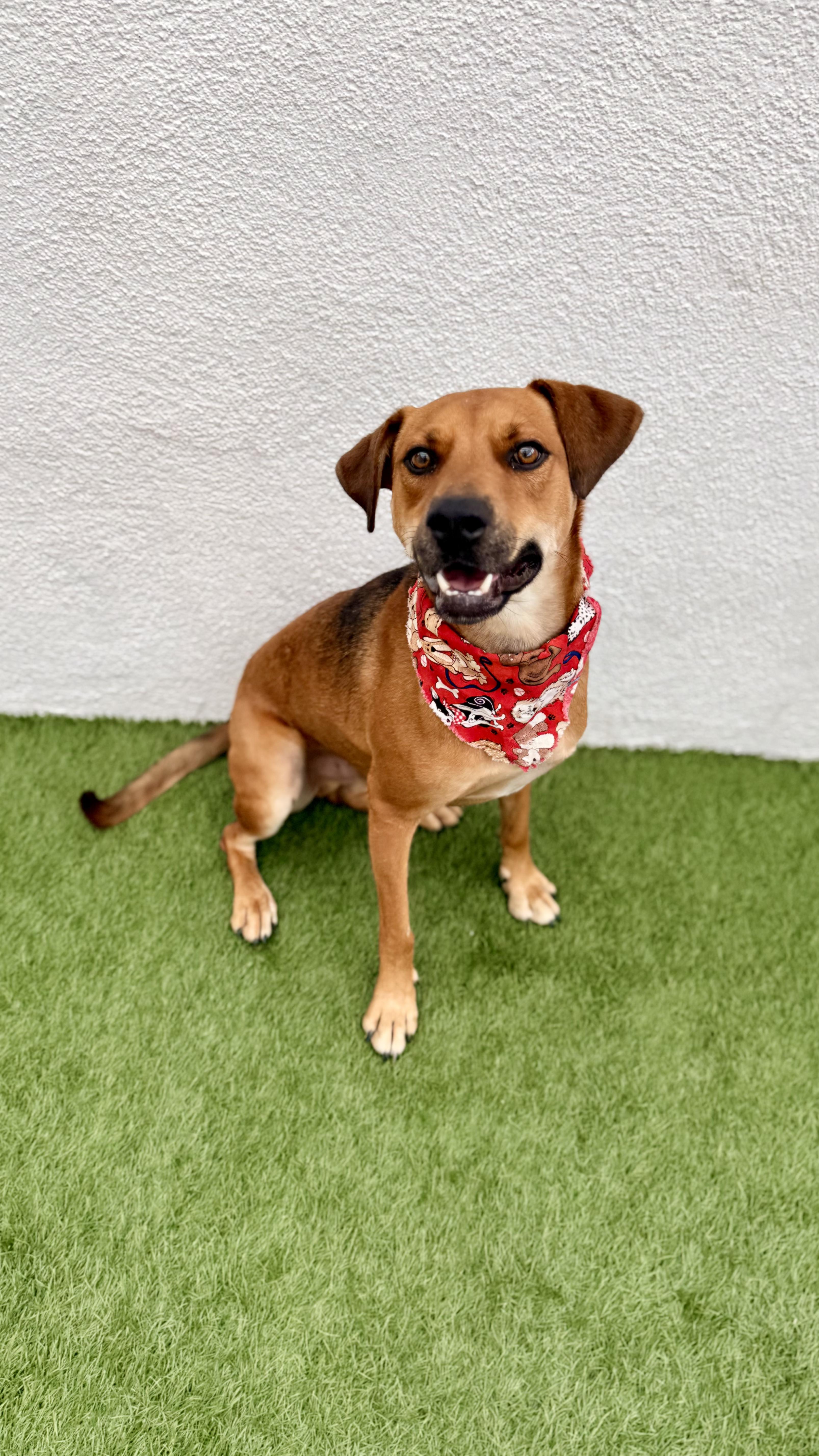 Valentino thumbnail 4