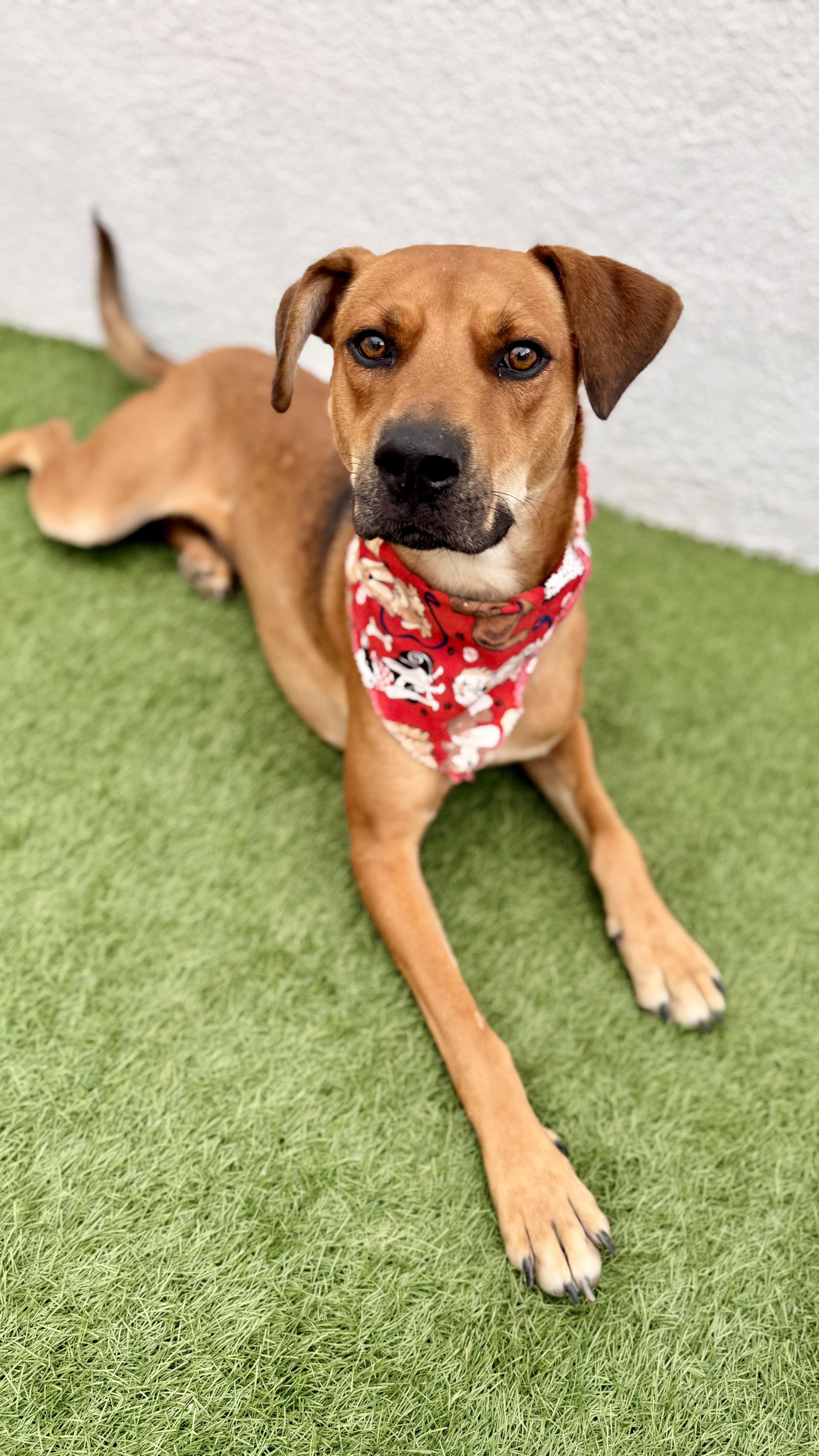 Valentino thumbnail 5