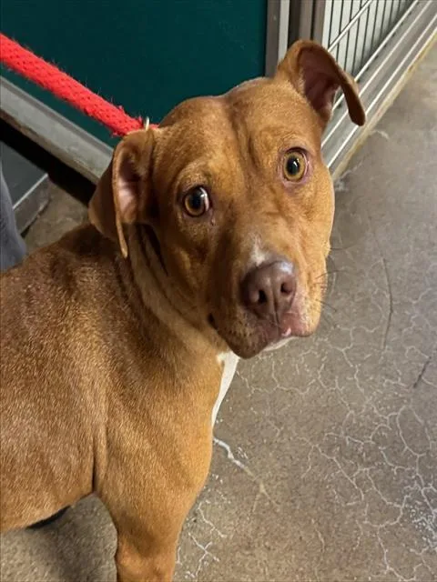 An adult medium-sized female Pit Bull Terrier dog named Poshspice for adoption in Tucson, AZ