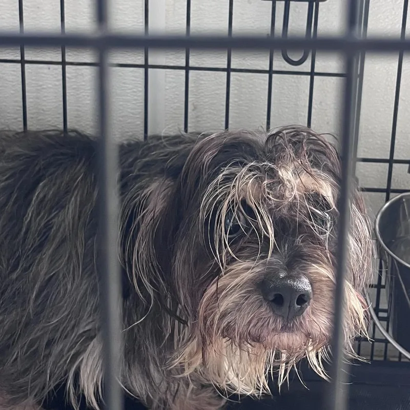 An adult small-sized male Black Yorkshire Terrier dog named Oslo for adoption in Houston, TX