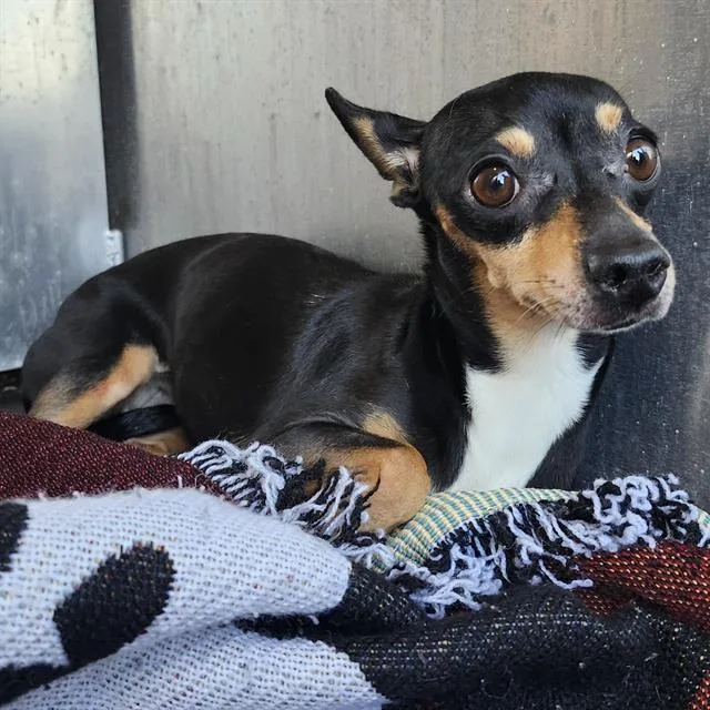 A young small-sized female Chihuahua dog named Sophie for adoption in San Antonio, TX