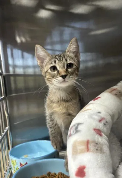 A baby medium-sized female Domestic Short Hair cat named Octagon for adoption in Collierville, TN