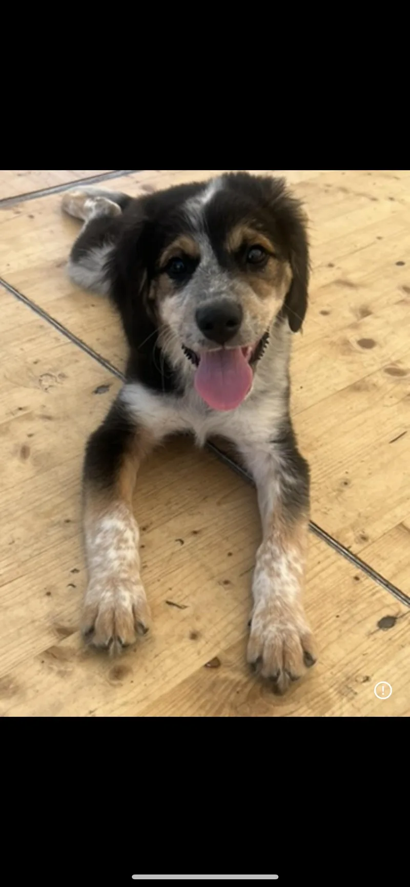 A baby medium-sized male Tricolor (Brown, Black, & White) Australian Shepherd dog named Hank for adoption in Davisburg, MI