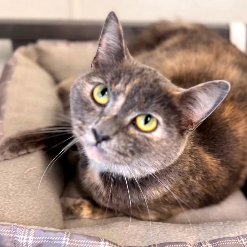 An adult large-sized female Tortoiseshell Domestic Short Hair cat named Marionette for adoption in Brownsboro, AL