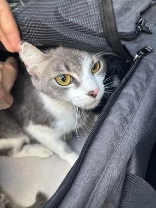 An adult medium-sized female Domestic Short Hair cat named Quoll for adoption in Chamblee, GA