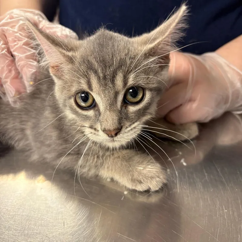 A baby small-sized male Gray / Blue / Silver Domestic Short Hair cat named Tony Hawk for adoption in Newark, NJ