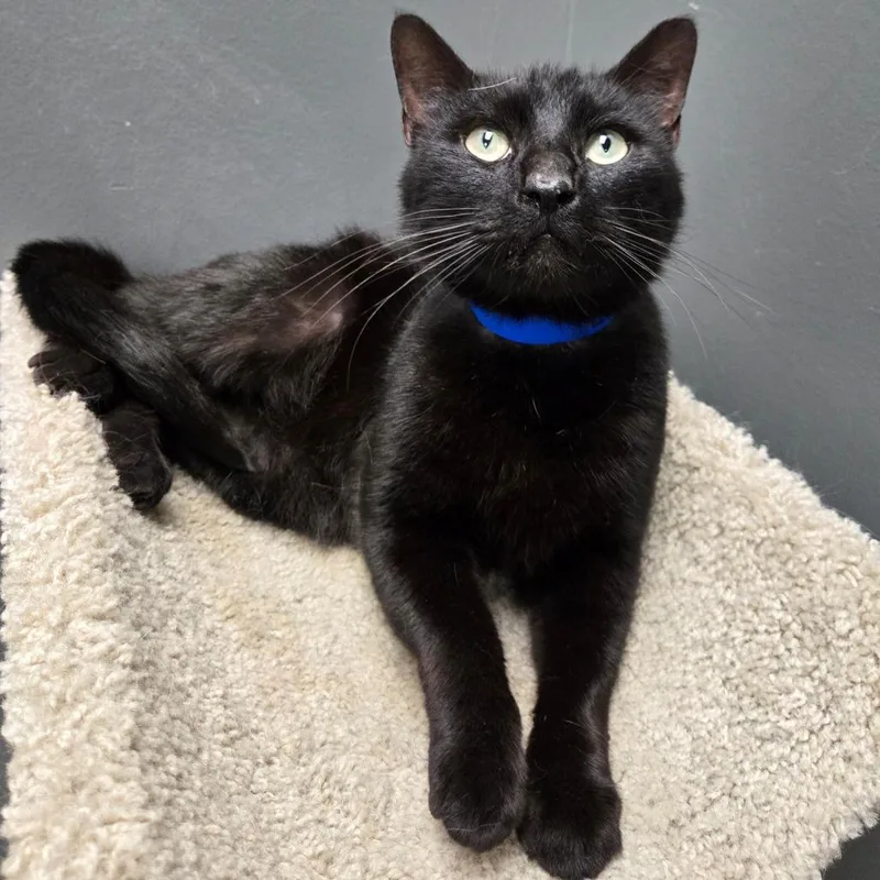 An adult medium-sized male Black Domestic Short Hair cat named Leo Moon for adoption in Hamburg, NY