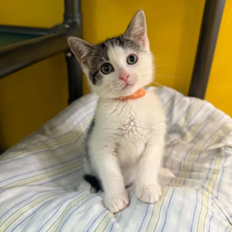 A baby medium-sized female Tabby (Brown / Chocolate) Domestic Short Hair cat named Stardust for adoption in Penn Yan, NY