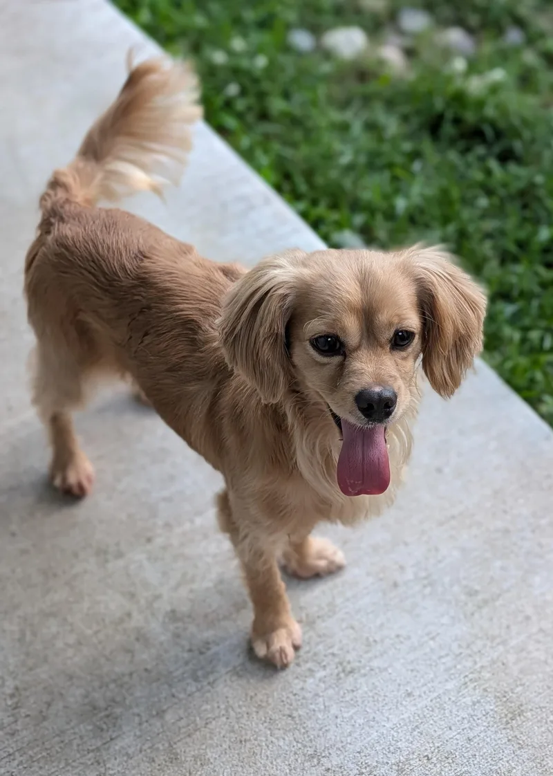 An adult small-sized male Golden Cavalier King Charles Spaniel dog named Bently for adoption in Baton Rouge, LA