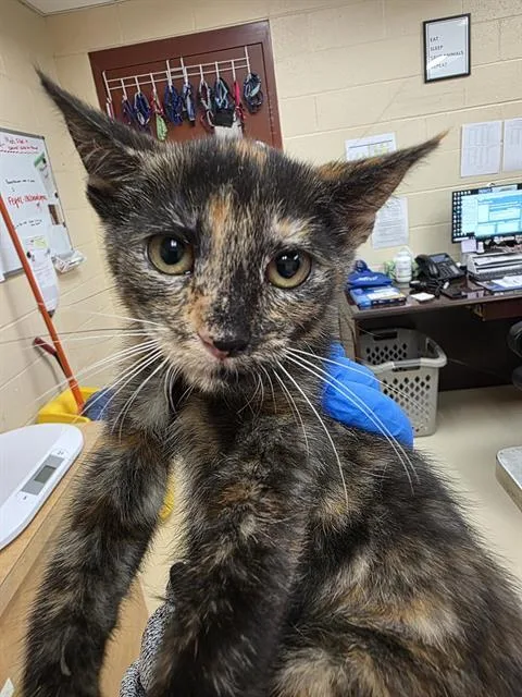 A baby small-sized female Domestic Short Hair cat named Suzy Q for adoption in Aliquippa, PA