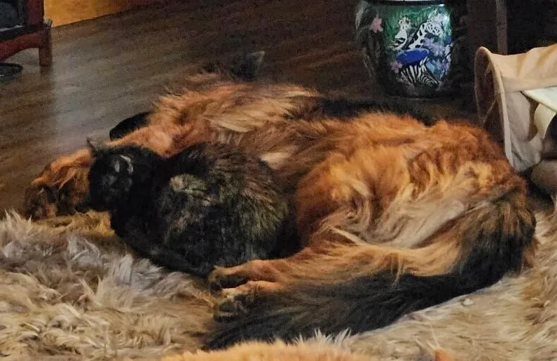 A young large-sized female Domestic Short Hair cat named Allie for adoption in Winchester, TN