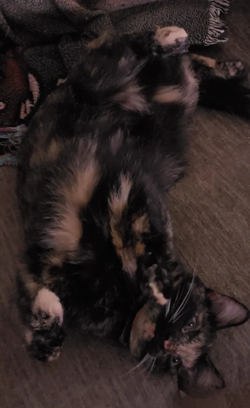 Allie thumbnail 2