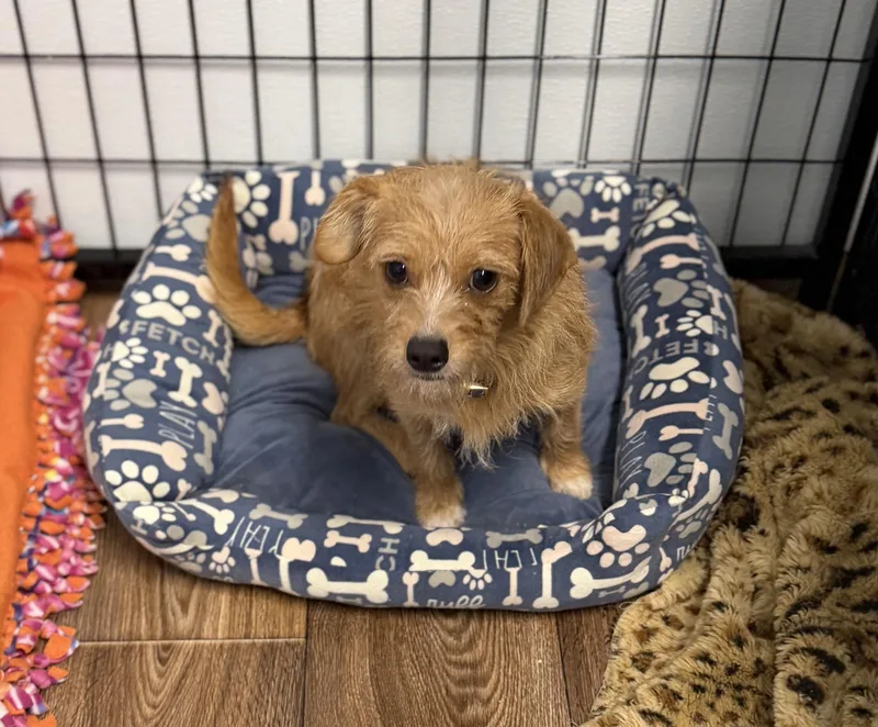 A young small-sized female Red / Chestnut / Orange Chihuahua dog named Pixie for adoption in Sonora, CA