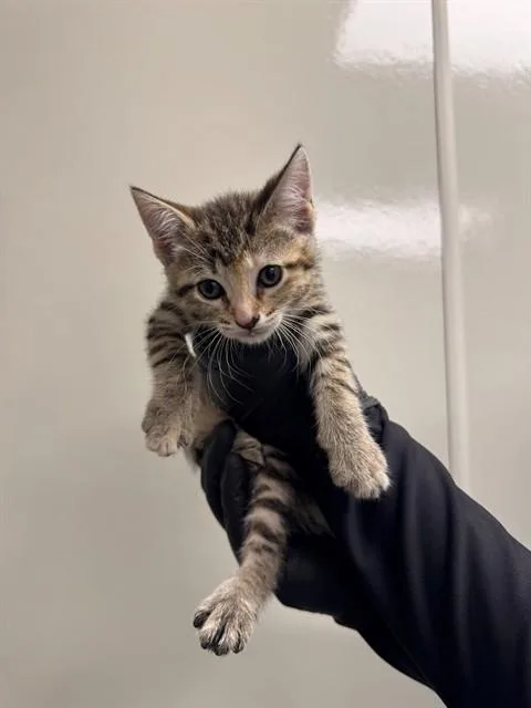 Mochi