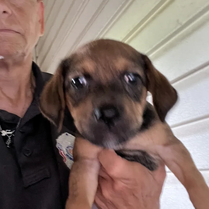 A baby small-sized male Brown / Chocolate Mixed Breed dog named Shelvyn for adoption in Monroeville, AL