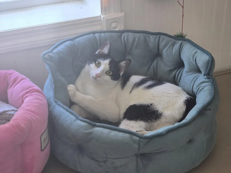 A young small-sized female Black & White / Tuxedo Domestic Short Hair cat named Kiara for adoption in Locust Grove, GA
