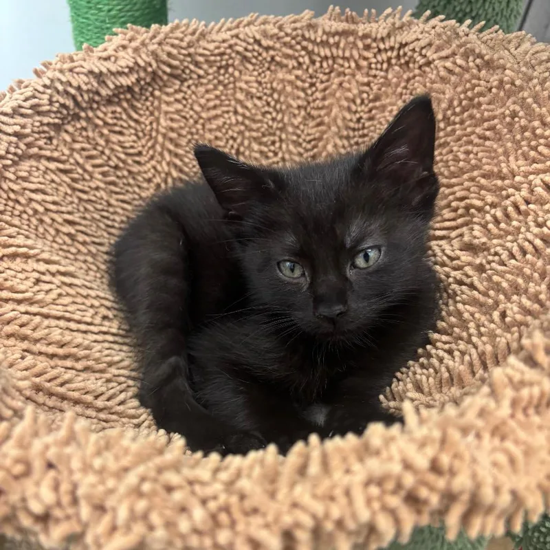 A baby small-sized male Black Domestic Short Hair cat named Kaz for adoption in Corpus Christi, TX