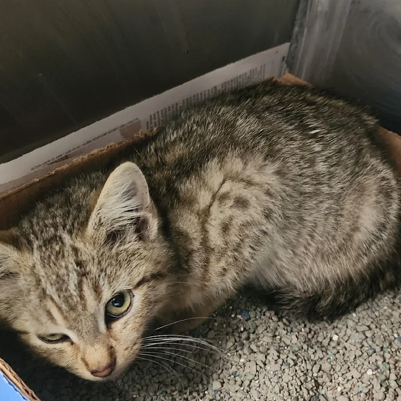 A baby small-sized male Gray / Blue / Silver Domestic Short Hair cat named Forrest for adoption in Charleston, WV