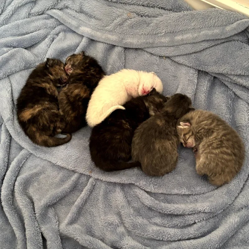 Lavender thumbnail 2