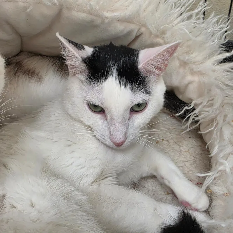 A young small-sized female White Domestic Short Hair cat named Suzie for adoption in Las Vegas, NV