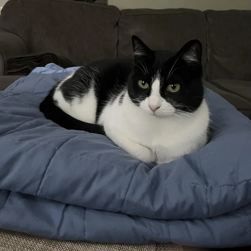 Knock Knock thumbnail 2