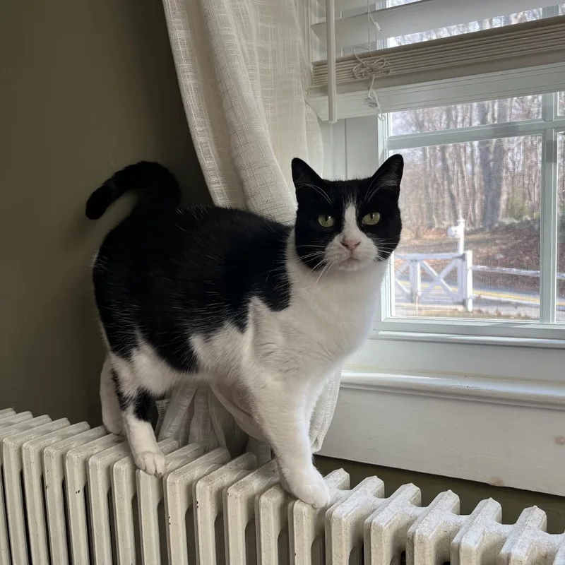 Knock Knock thumbnail 3