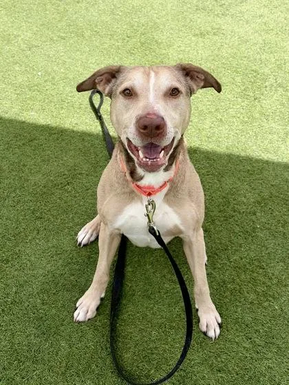 An adult medium-sized male Mixed Breed dog named Bobby for adoption in Westbrook, ME