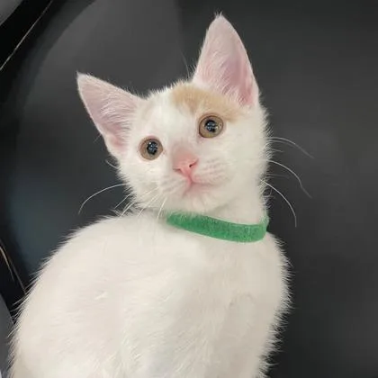 A baby small-sized female Domestic Short Hair cat named Athena for adoption in Wheaton, IL