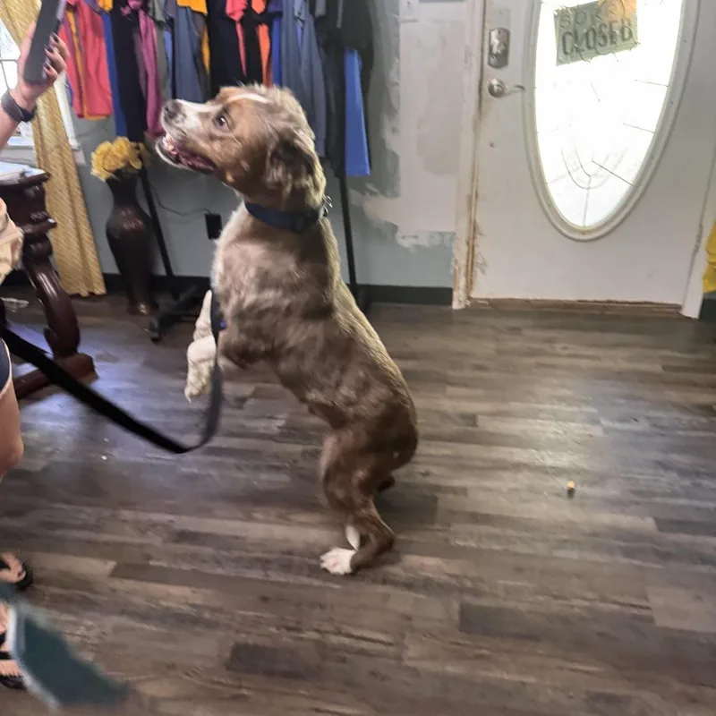 A young large-sized male Gray / Blue / Silver American Staffordshire Terrier dog named Klaus for adoption in Sequatchie, TN