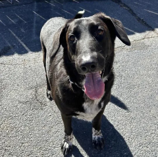 A young medium-sized male Black Labrador Retriever dog named Sid for adoption in Naperville, IL