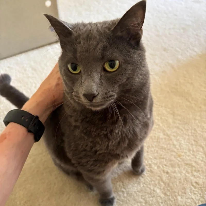 An adult large-sized male Gray / Blue / Silver Domestic Short Hair cat named Breezy for adoption in Manassas, VA