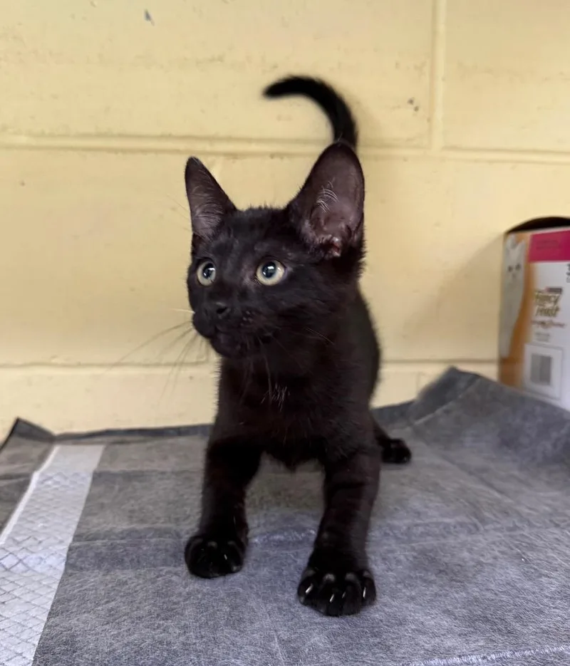 A baby medium-sized male Domestic Short Hair cat named Gnocchi for adoption in Kingsland, GA
