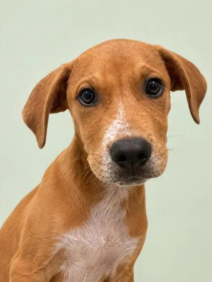A young medium-sized male Terrier dog named Ross for adoption in Gulfport, MS