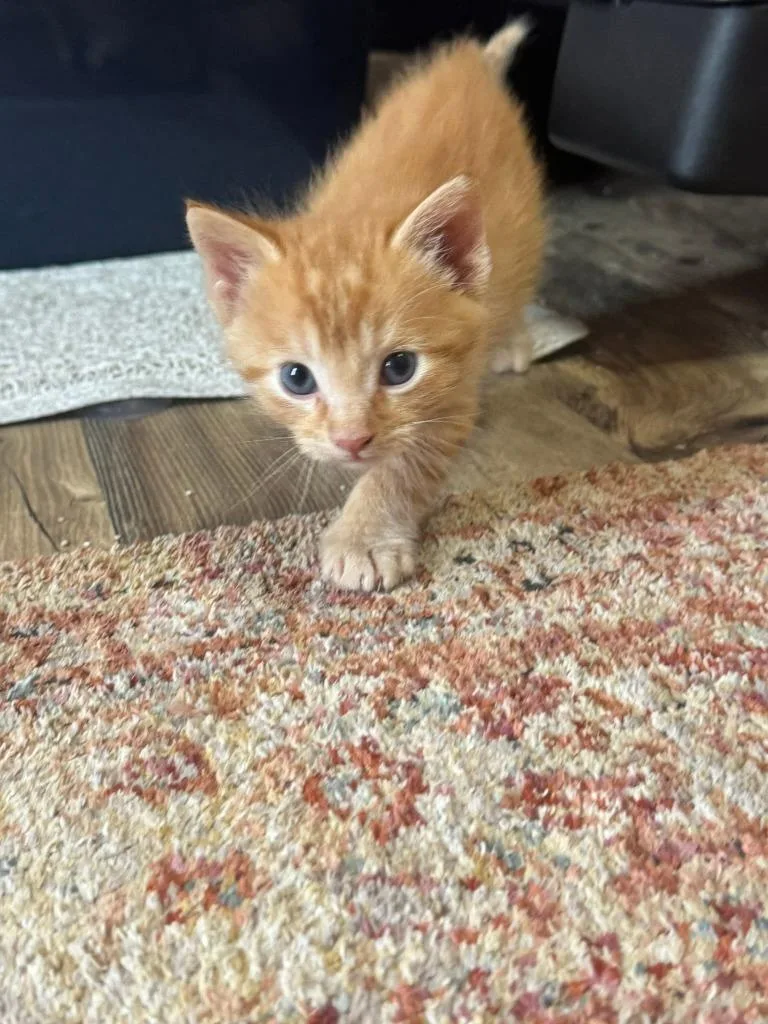 A baby medium-sized male Domestic Medium Hair cat named Kiwi for adoption in Libertyville, IL